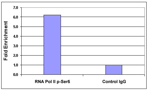 RNA pol II CTD phospho Ser5 antibody tested by ChIP analysis. Chromatin IP performed using the ChIP-IT Express Kit (Catalog No. 53008) and HeLa Chromatin (1.5 x 106 cell equivalents per ChIP) using 10 ul of RNA pol II CTD phospho Ser5 antibody or the equivalent amount of rabbit IgG as a negative control. Real time, quantitative PCR (RT-qPCR) was performed on DNA purified from each of the ChIP reactions using a primer pair specific for the PABPC1 gene. Data are presented as Fold Enrichment of the ChIP antibody signal versus the negative control IgG using the ddCT method.