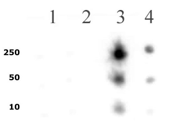 RNA pol II CTD phospho Ser5 pAb tested by dot blot analysis. Dot blot analysis was used to confirm the specificity of RNA pol II CTD phospho Ser5 antibody for phospho-Ser5 of the RNA Pol II C-terminal domain heptad repeat. Modified and unmodified peptides were spotted onto PVDF and probed with the antibody at a dilution of 1:1,000. Decreasing amounts of peptide were spotted in each row. Lane 1: Peptide phosphorylated at CTD repeat serine 2. Lane 2: Unmodified CTD repeat serine 2 peptide. Lane 3: Peptide phosphorylated at CTD repeat serine 5. Lane 4: Unmodified CTD repeat serine 5 peptide.