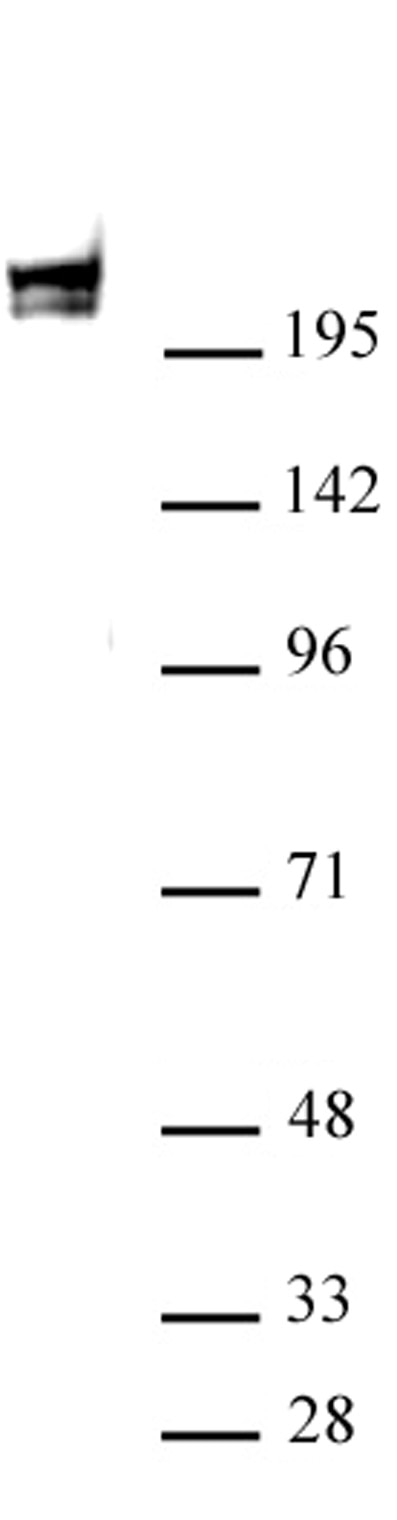 RNA pol II antibody (mAb) (Clone 1F4B6) tested by Western blot. HeLa nuclear extract (30 ug per lane) probed with RNA pol II antibody (mAb) at a 1 ug/ml dilution.