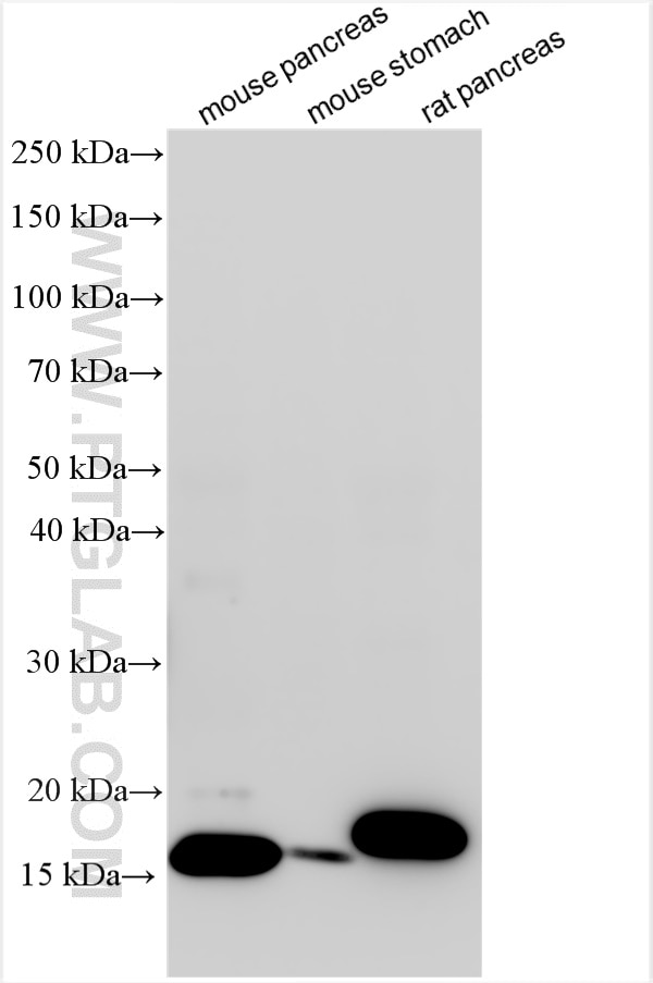 Western Blot (WB) analysis of various lysates using RNASE1 Polyclonal antibody (15892-1-AP)