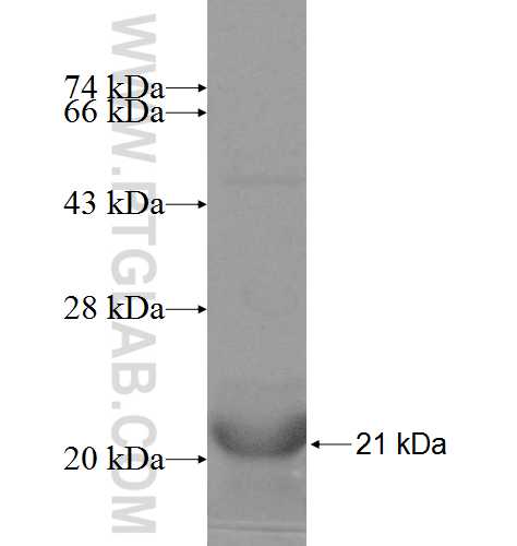 RNASE1 fusion protein Ag8559 SDS-PAGE