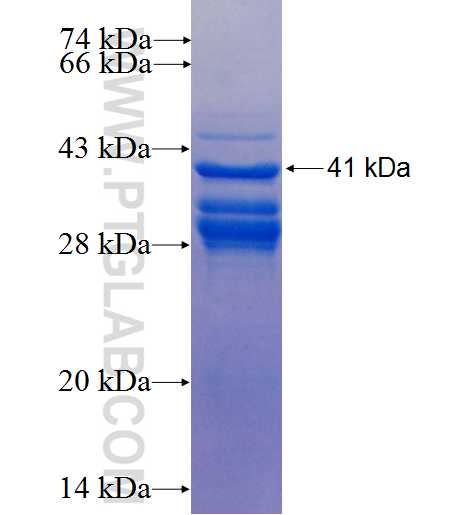 RNASE1 fusion protein Ag8679 SDS-PAGE