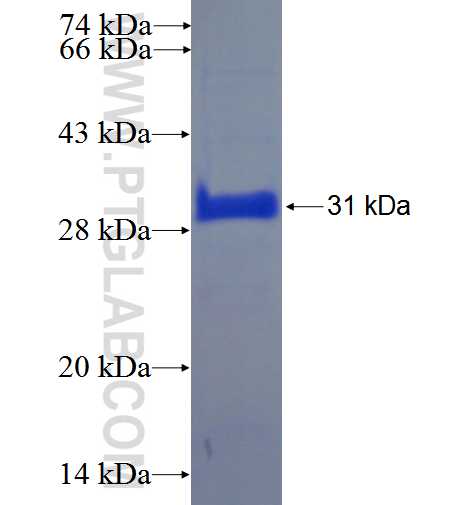 RNASE10 fusion protein Ag23745 SDS-PAGE