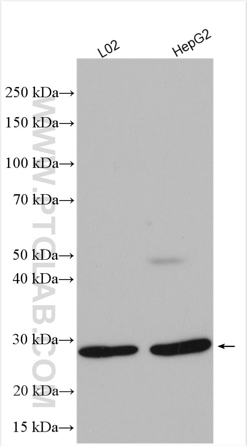 Western Blot (WB) analysis of various lysates using RNASE11 Polyclonal antibody (17203-1-AP)