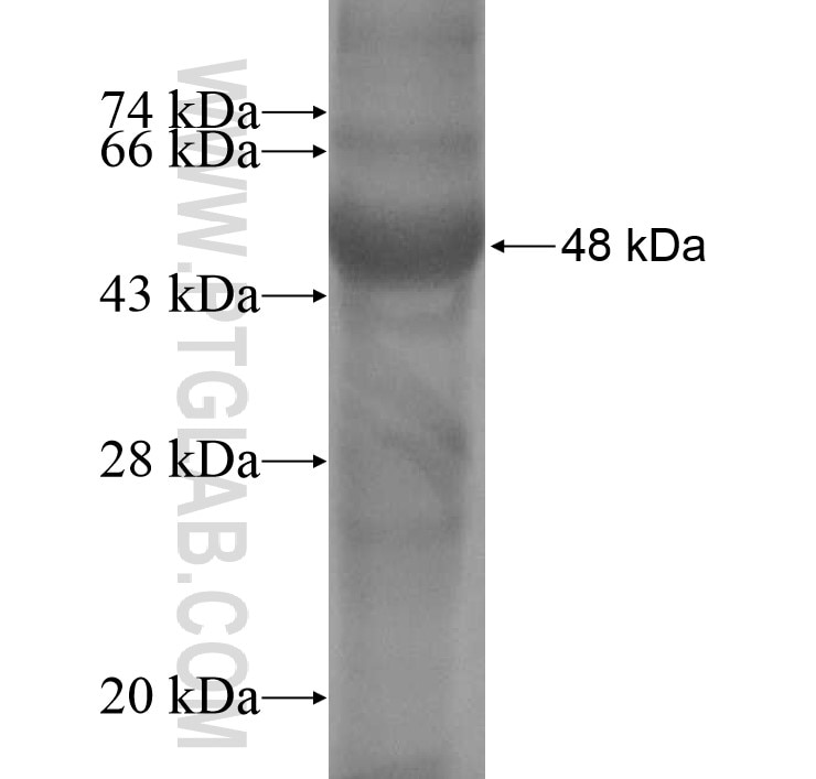 RNASE11 fusion protein Ag10981 SDS-PAGE