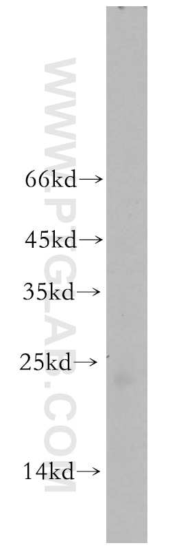 Western Blot (WB) analysis of mouse testis tissue using RNASE13 Polyclonal antibody (18408-1-AP)