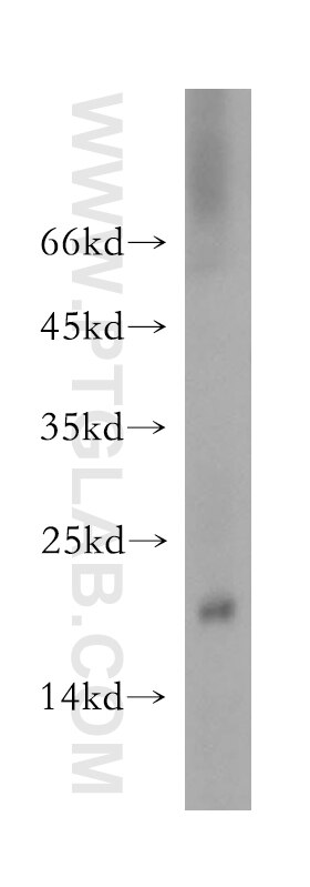 Western Blot (WB) analysis of mouse liver tissue using RNASE13 Polyclonal antibody (18408-1-AP)