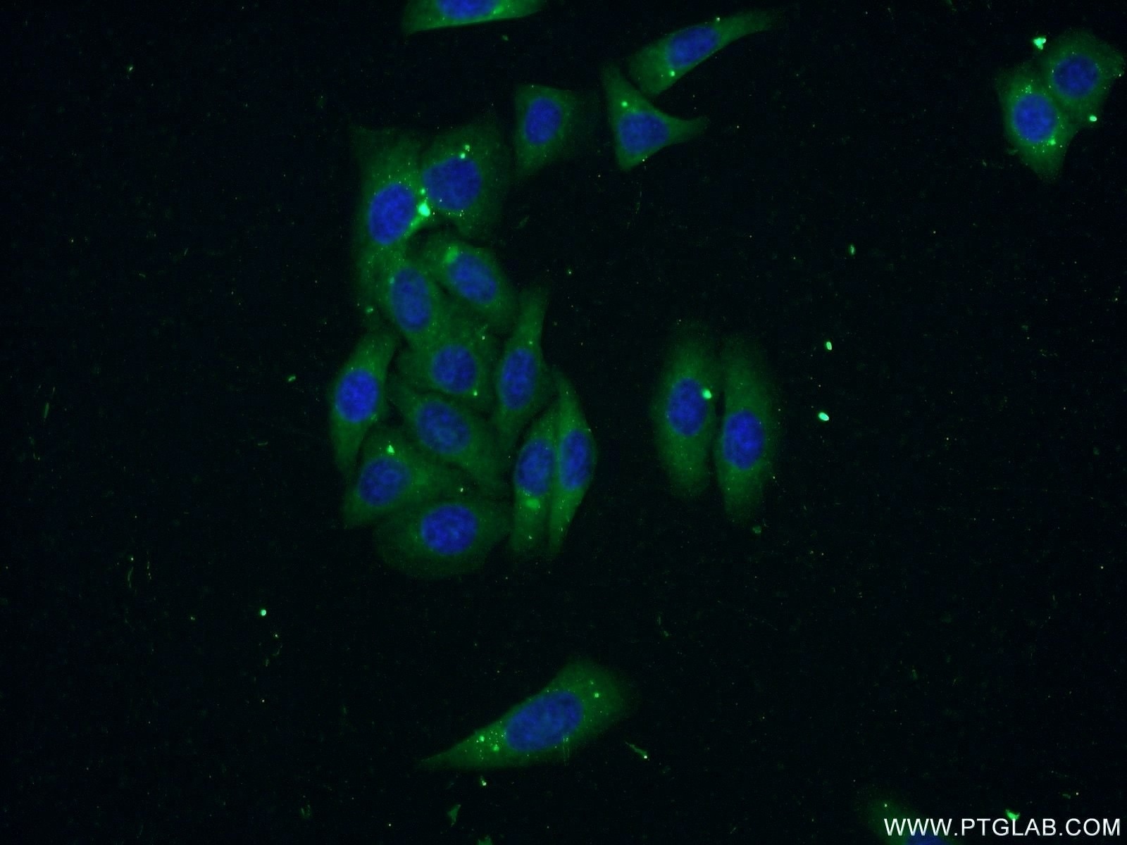 Immunofluorescence (IF) / fluorescent staining of HepG2 cells using RNASE3 Polyclonal antibody (55338-1-AP)