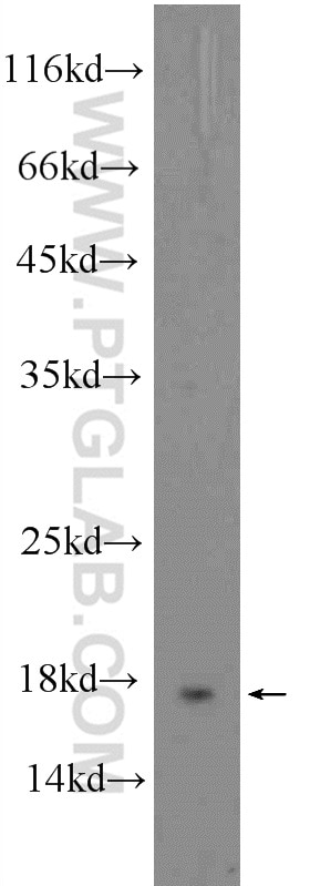 Western Blot (WB) analysis of HepG2 cells using RNASE3 Polyclonal antibody (55338-1-AP)