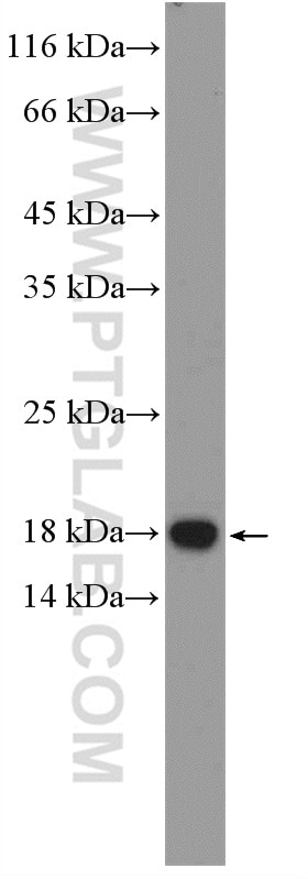 Western Blot (WB) analysis of A549 cells using RNASE3 Polyclonal antibody (55338-1-AP)