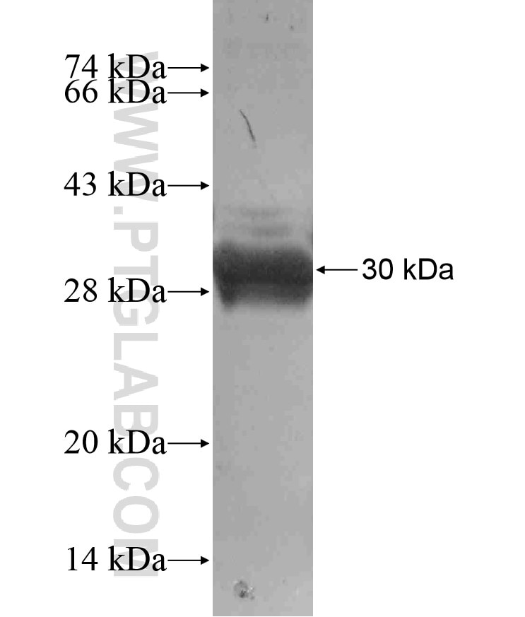 RNASE3 fusion protein Ag17803 SDS-PAGE