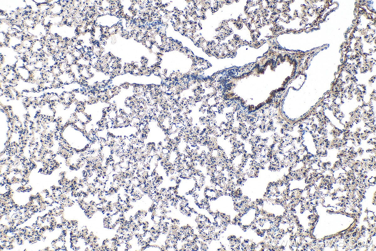 Immunohistochemistry (IHC) staining of rat lung tissue using RNASE4 Polyclonal antibody (30732-1-AP)