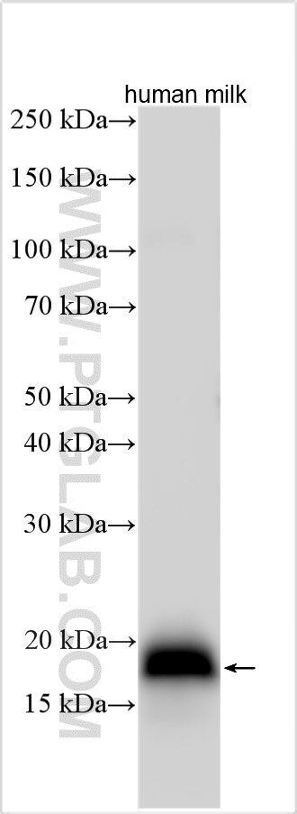 Western Blot (WB) analysis of various lysates using RNASE4 Polyclonal antibody (30732-1-AP)