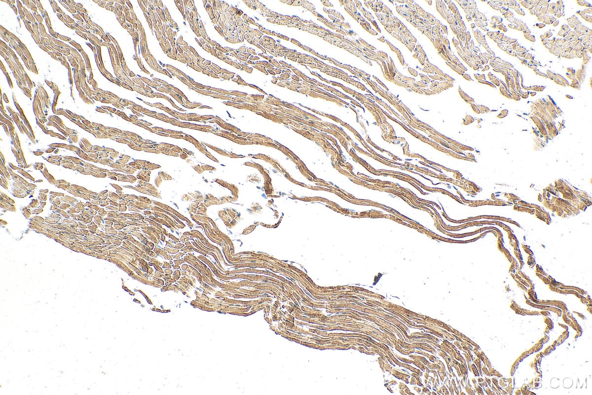 Immunohistochemistry (IHC) staining of mouse heart tissue using RNASE6 Polyclonal antibody (16425-1-AP)