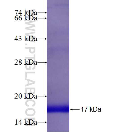 RNASE6 fusion protein Ag9887 SDS-PAGE