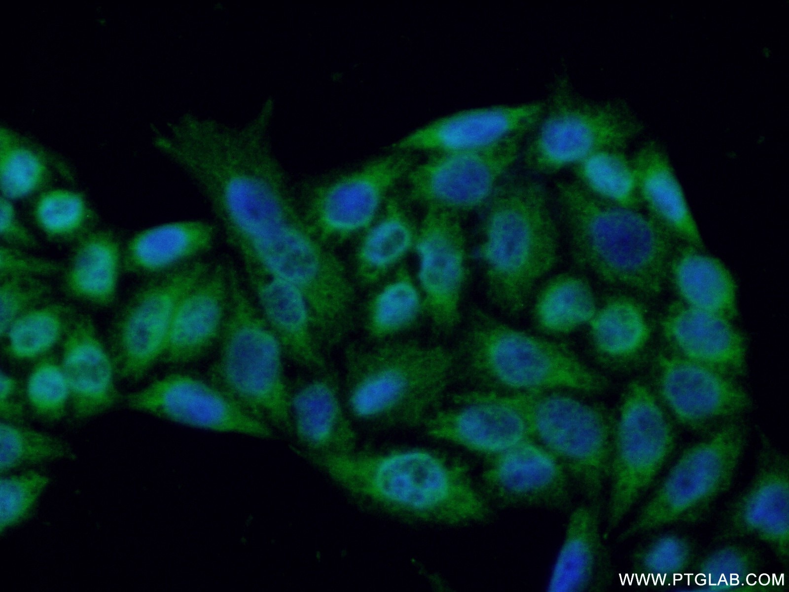 Immunofluorescence (IF) / fluorescent staining of HeLa cells using RNASEH1 Polyclonal antibody (15606-1-AP)