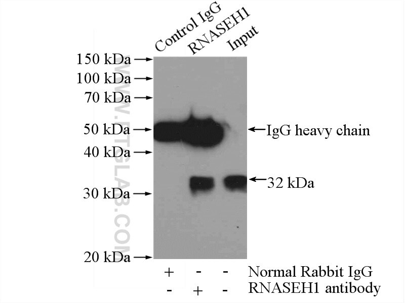 Immunoprecipitation (IP) experiment of HeLa cells using RNASEH1 Polyclonal antibody (15606-1-AP)