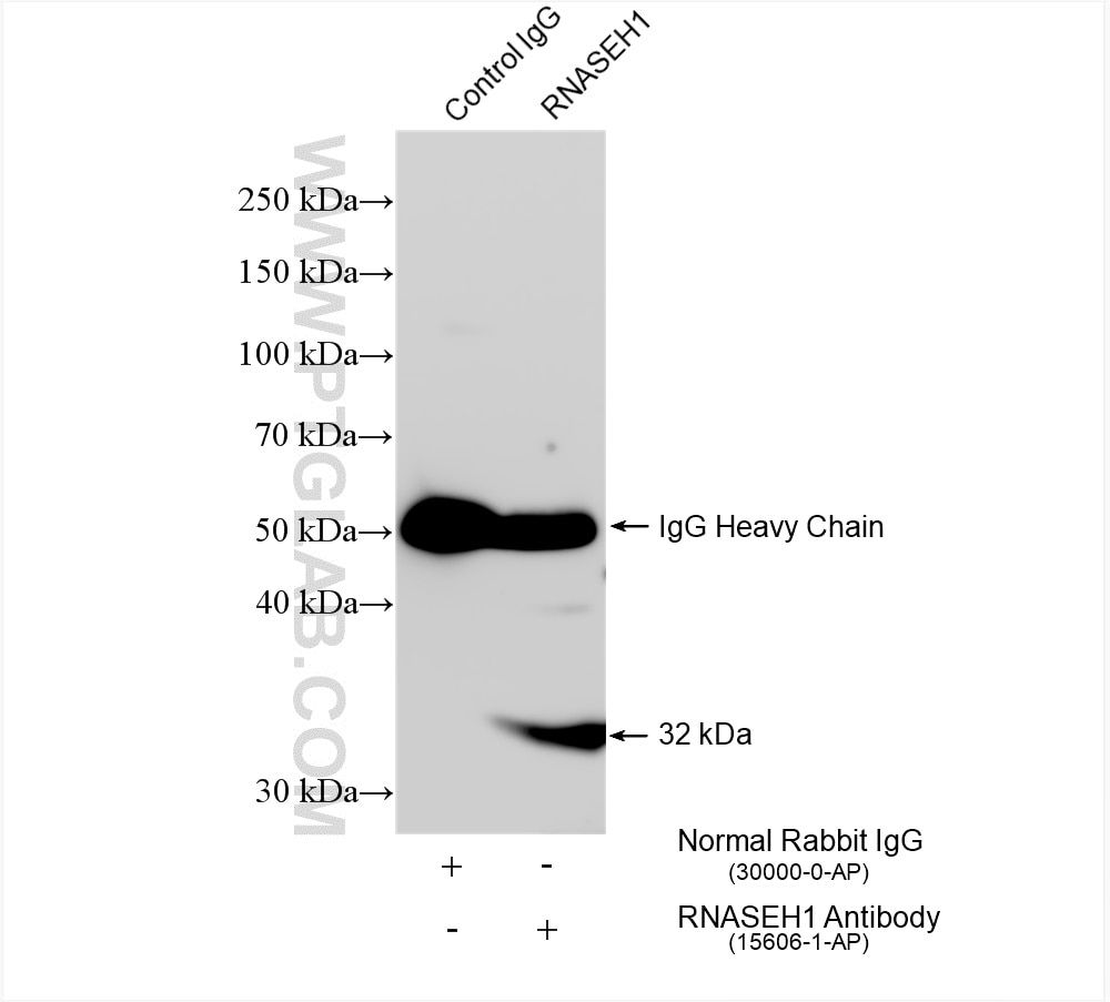 Immunoprecipitation (IP) experiment of HeLa cells using RNASEH1 Polyclonal antibody (15606-1-AP)
