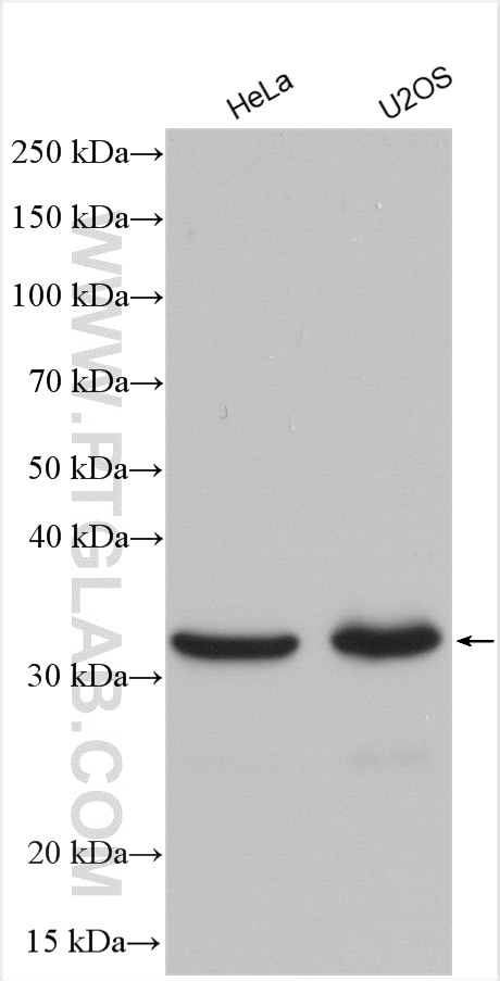Western Blot (WB) analysis of various lysates using RNASEH1 Polyclonal antibody (15606-1-AP)
