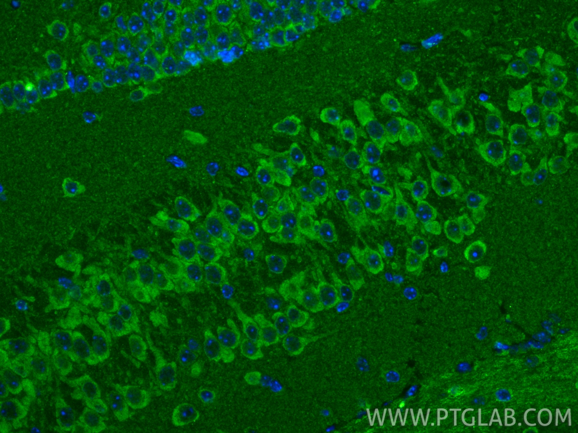 IF Staining of mouse brain using 68787-3-Ig Immunofluorescence (IF) / fluorescent staining of mouse brain tissue using RNASEH1 Monoclonal antibody (68787-3-Ig)
