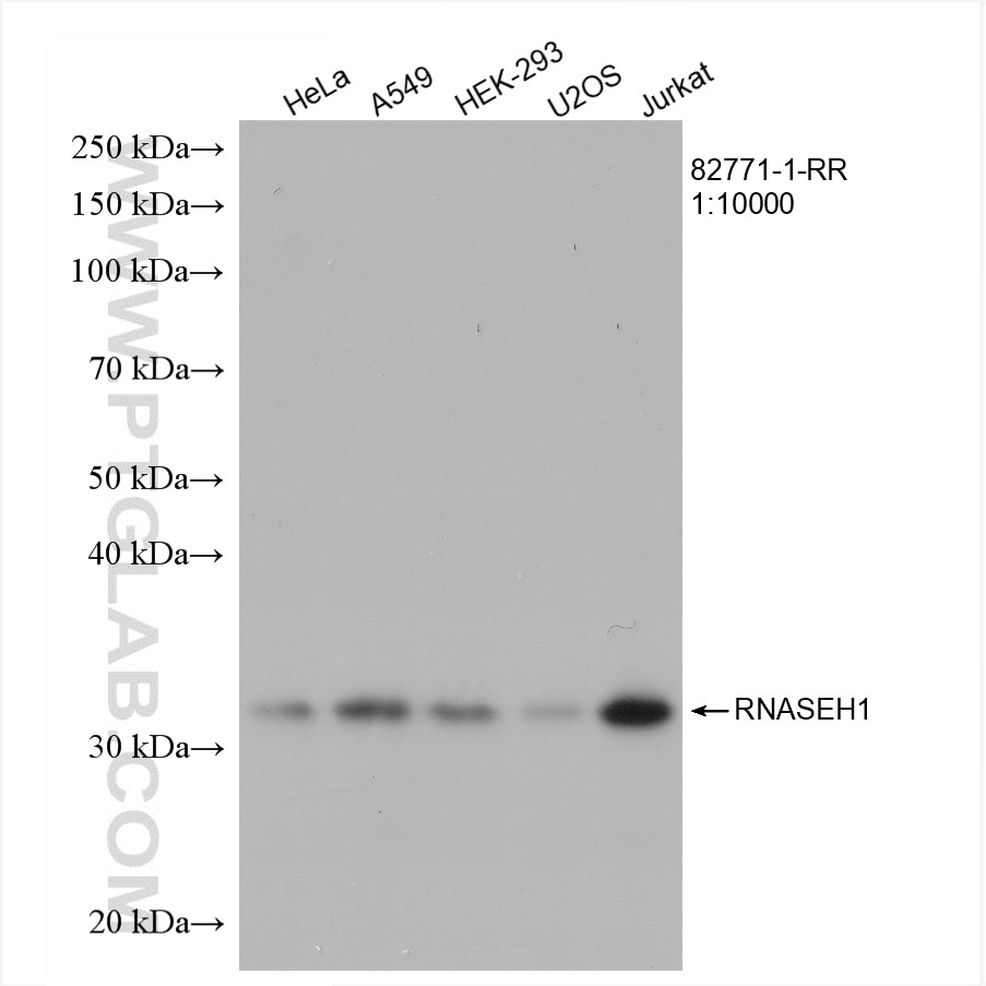 Western Blot (WB) analysis of various lysates using RNASEH1 Recombinant antibody (82771-1-RR)