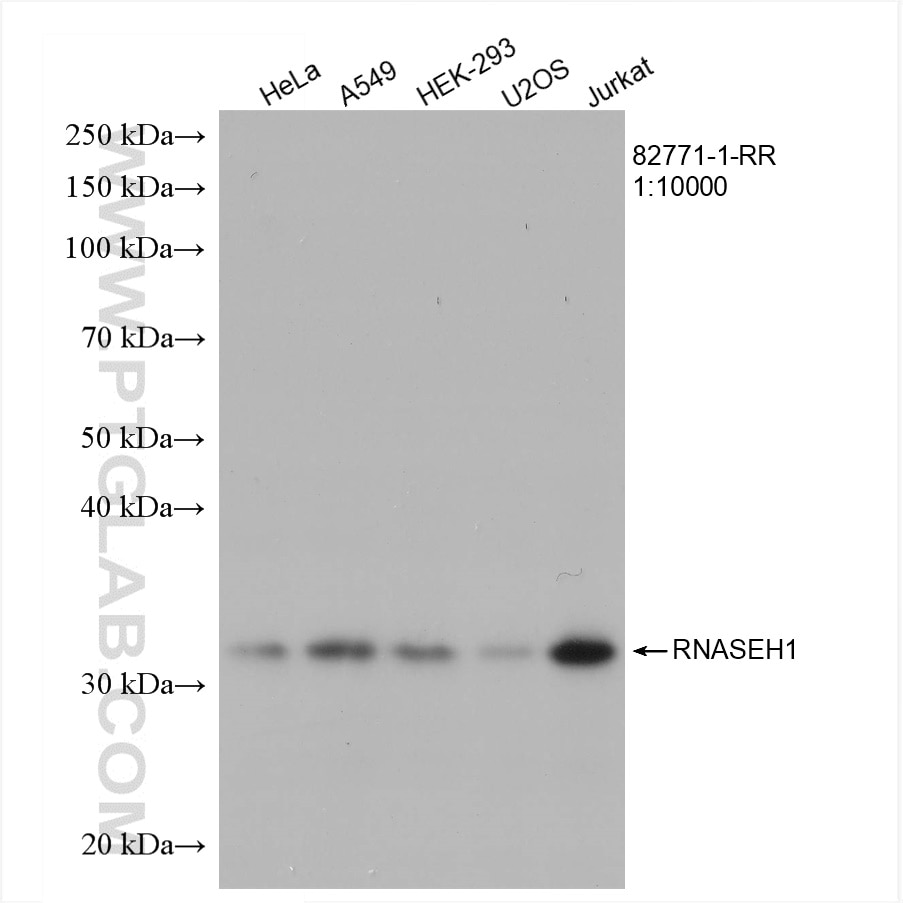 WB analysis using 82771-1-RR