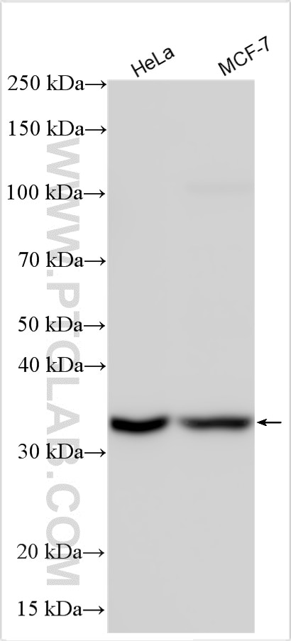 Western Blot (WB) analysis of various lysates using RNASEH2A Polyclonal antibody (16132-1-AP)