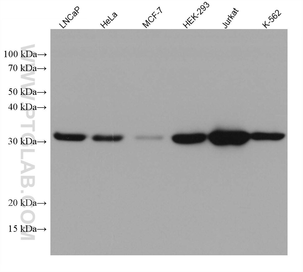 Western Blot (WB) analysis of various lysates using RNASEH2A Monoclonal antibody (67976-1-Ig)