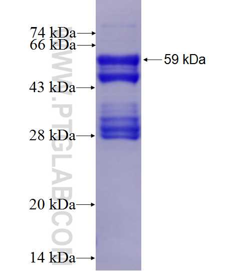 RNASEH2A fusion protein Ag9118 SDS-PAGE