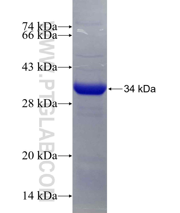 RNASEH2A fusion protein Ag9256 SDS-PAGE