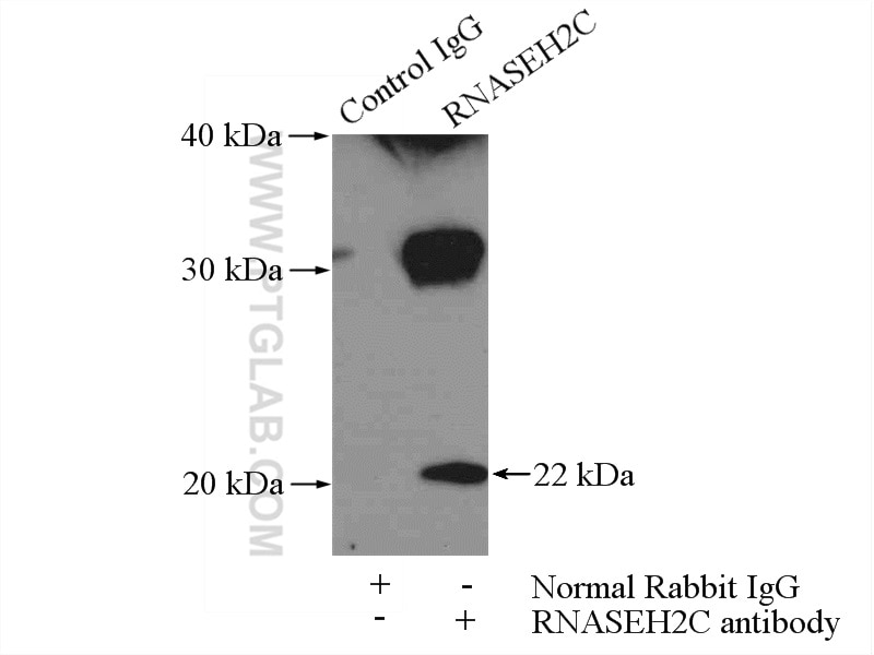 Immunoprecipitation (IP) experiment of HEK-293 cells using RNASEH2C Polyclonal antibody (16518-1-AP)