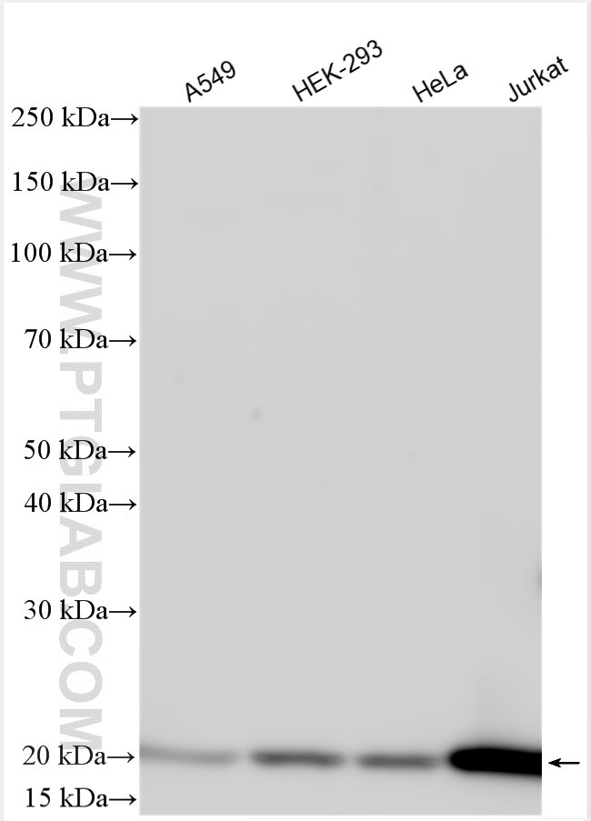 Western Blot (WB) analysis of various lysates using RNASEH2C Polyclonal antibody (16518-1-AP)