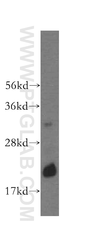 Western Blot (WB) analysis of human testis tissue using RNASEH2C Polyclonal antibody (16518-1-AP)