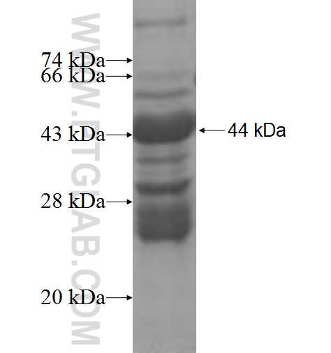 RNASEH2C fusion protein Ag9739 SDS-PAGE