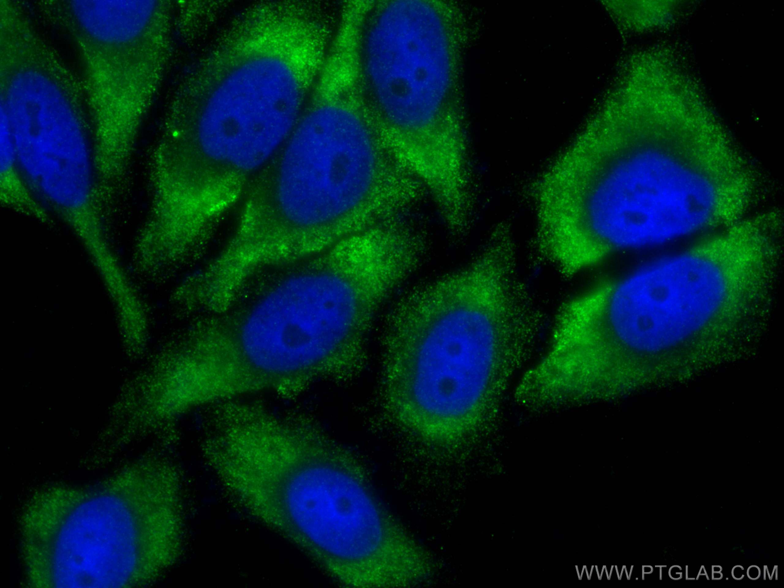 Immunofluorescence (IF) / fluorescent staining of HepG2 cells using RNASEL Polyclonal antibody (22577-1-AP)