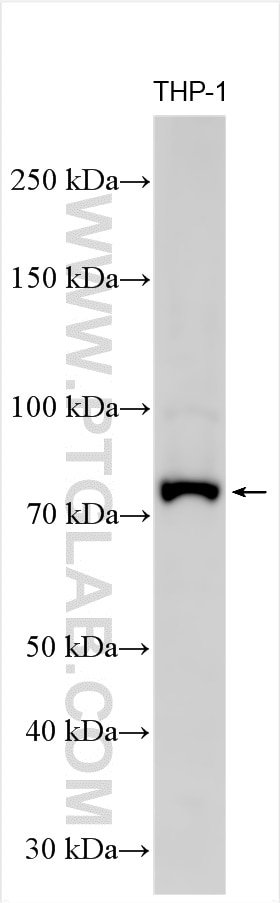 Western Blot (WB) analysis of various lysates using RNASEL Polyclonal antibody (22577-1-AP)