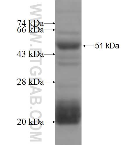 RNASET2 fusion protein Ag4695 SDS-PAGE