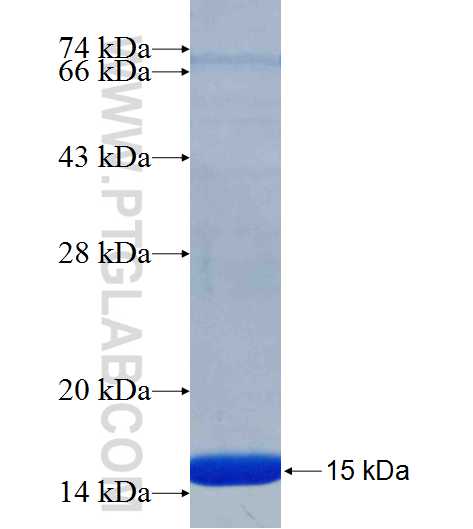 RND1 fusion protein Ag25864 SDS-PAGE