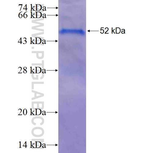 RND1 fusion protein Ag4801 SDS-PAGE