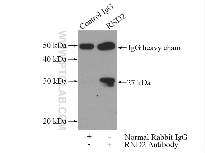 Immunoprecipitation (IP) experiment of PC-3 cells using RND2 Polyclonal antibody (13844-1-AP)