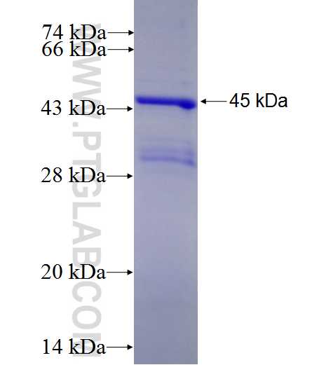 RND2 fusion protein Ag4807 SDS-PAGE