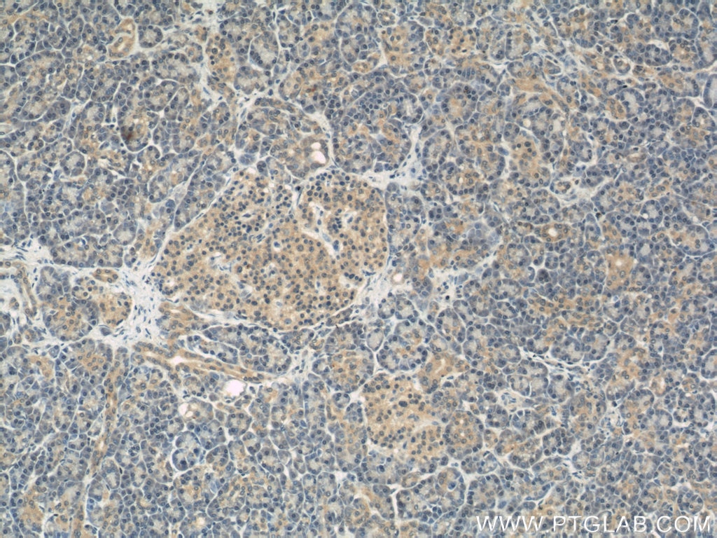 Immunohistochemistry (IHC) staining of human pancreas tissue using RND3 Polyclonal antibody (12534-1-AP)