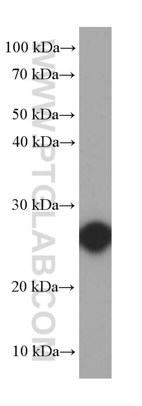 Western Blot (WB) analysis of fetal human brain tissue using RND3 Monoclonal antibody (66228-1-Ig)