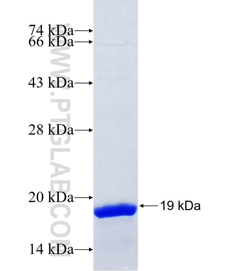 RND3 fusion protein Ag39708 SDS-PAGE