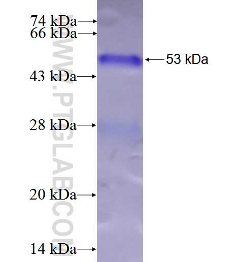 RND3 fusion protein Ag3235 SDS-PAGE