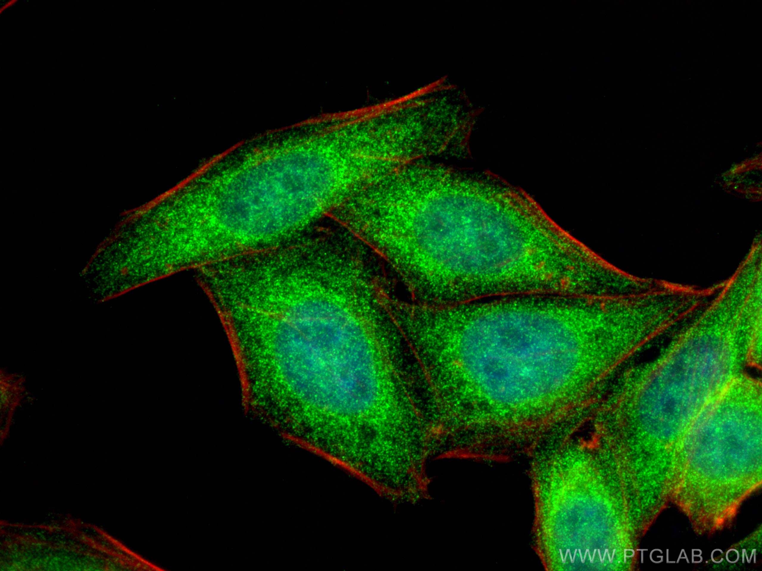 Immunofluorescence (IF) / fluorescent staining of HepG2 cells using RNF10 Polyclonal antibody (16936-1-AP)