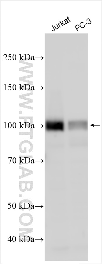 Western Blot (WB) analysis of various lysates using RNF10 Polyclonal antibody (16936-1-AP)
