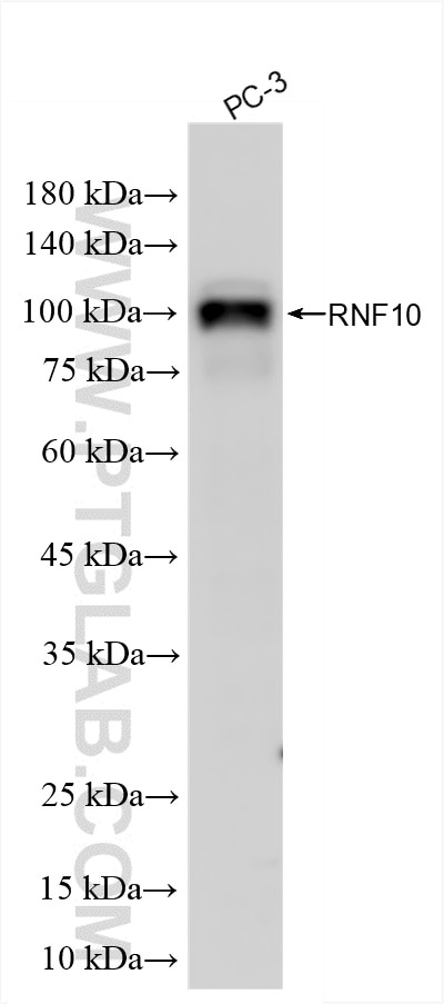 Western Blot (WB) analysis of PC-3 cells using RNF10 Recombinant antibody (86019-1-RR)