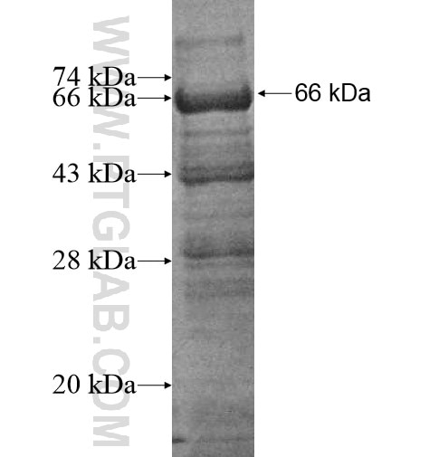 RNF10 fusion protein Ag10433 SDS-PAGE