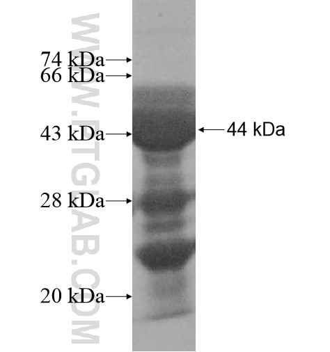 RNF10 fusion protein Ag10456 SDS-PAGE